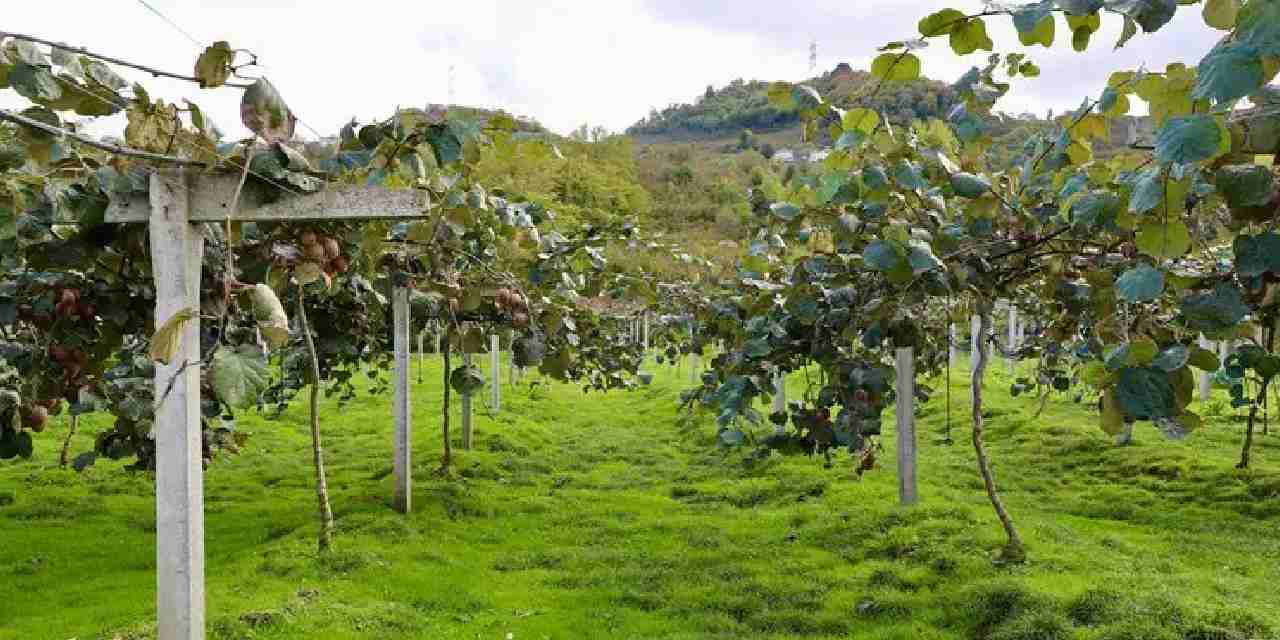 4 bin ton rekolte bekleniyor kilogram fiyati belli oldu umGqgxX5.jpg