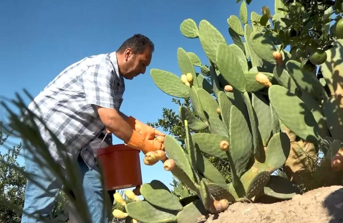 mersinde dikenli incir dondurmasi uretimi basladi 5i2iUZTd.jpg