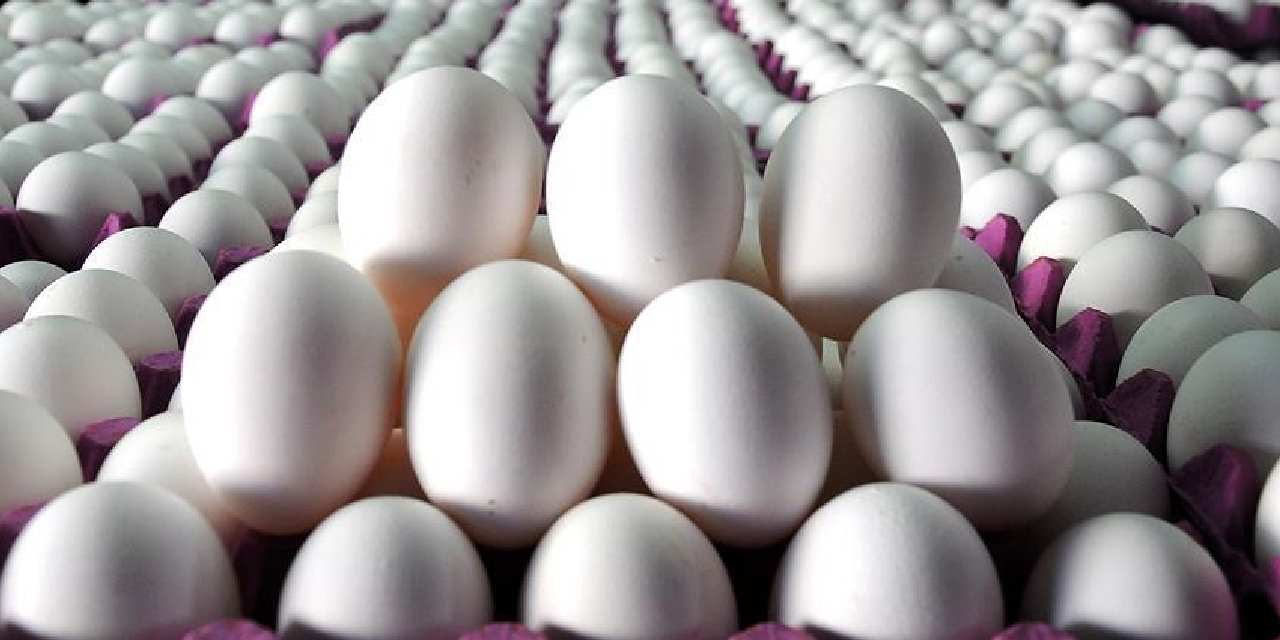 tuik acikladi yumurta azaldi al1SjePn.jpg