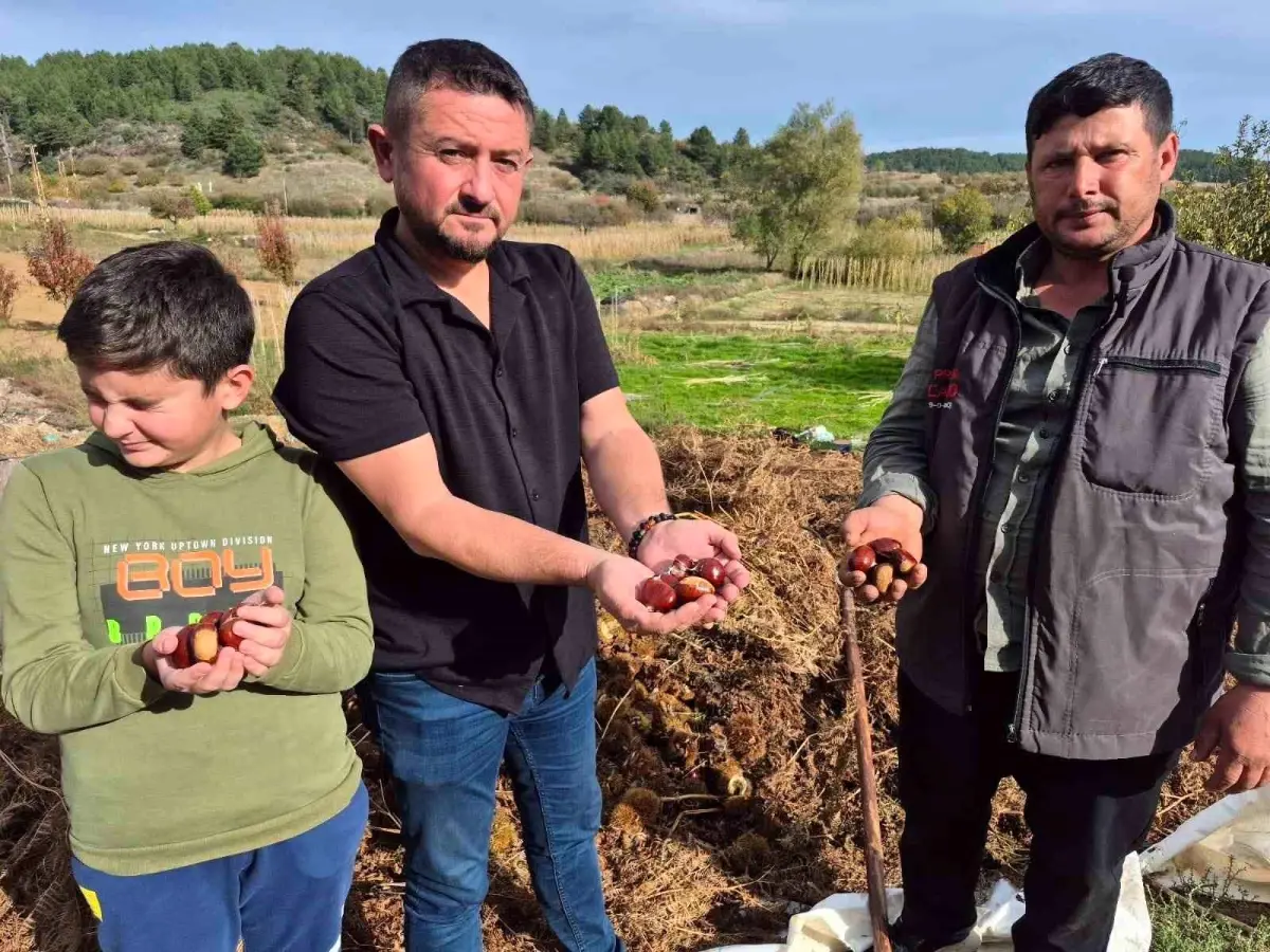 buldanda kestane hasadi basladi qOR519Vl.jpg