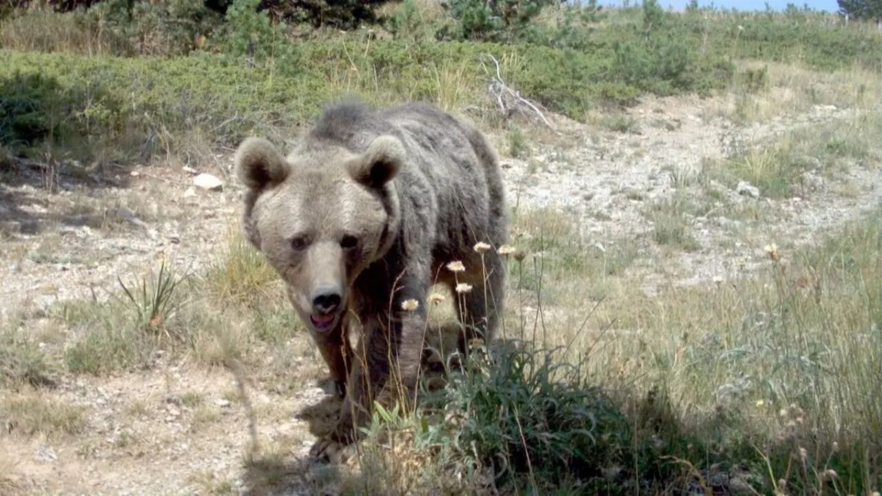 japonyada ayi alarmi hukumet askeri mudahale baslatti KUtU8aJH.webp