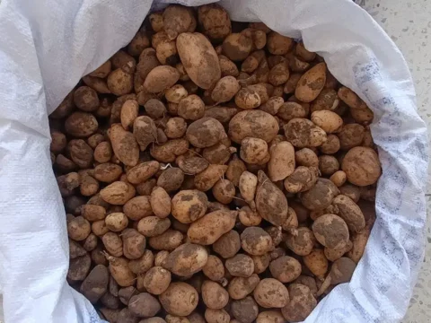Bingolde izinsiz salep toplayiciligi ve biyokacakciliga milyonluk ceza UD9f4D2S