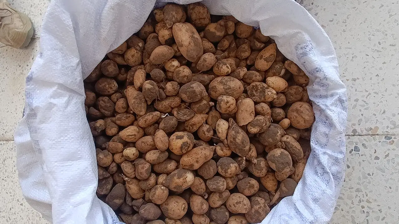 Bingolde izinsiz salep toplayiciligi ve biyokacakciliga milyonluk ceza UD9f4D2S