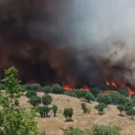 Diyarbakirda 2 ayda cikan yanginlarda 100 bin hektar alan zarar gordu T8sbh82L