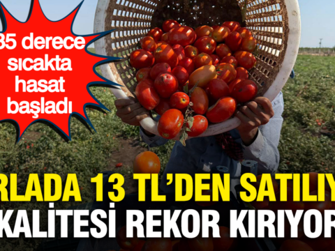 Tarlada 13 tlden satiliyor kalitesi rekor kiriyor 35 derece sicakta hasat basladi 6QVdpTST